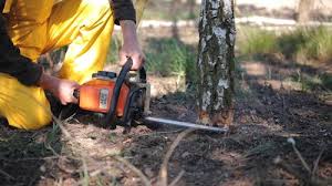 Tree and Shrub Care in Spearman, TX